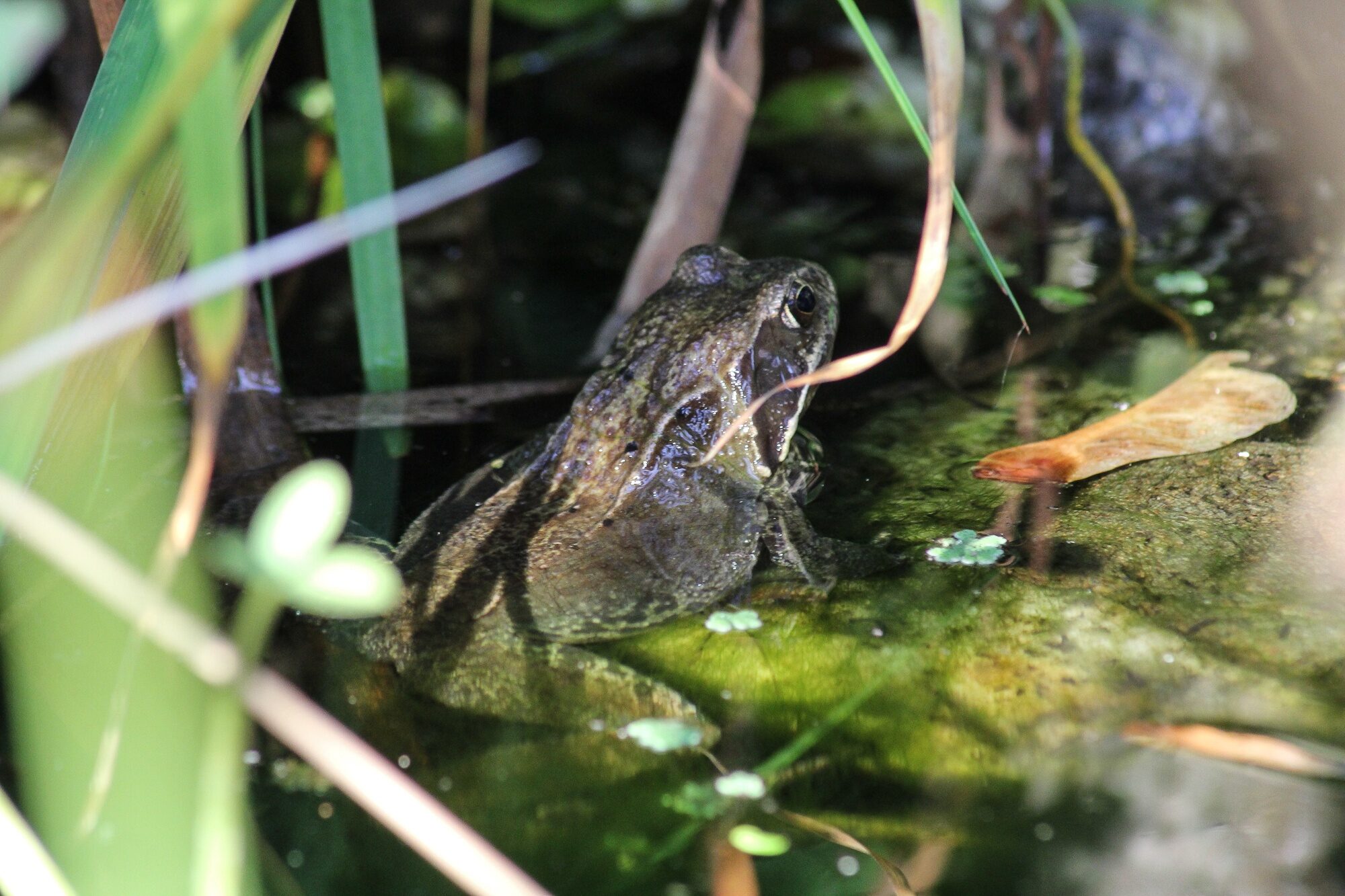 Grasfrosch