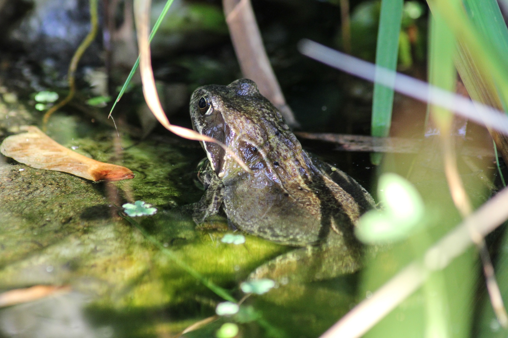 Grasfrosch