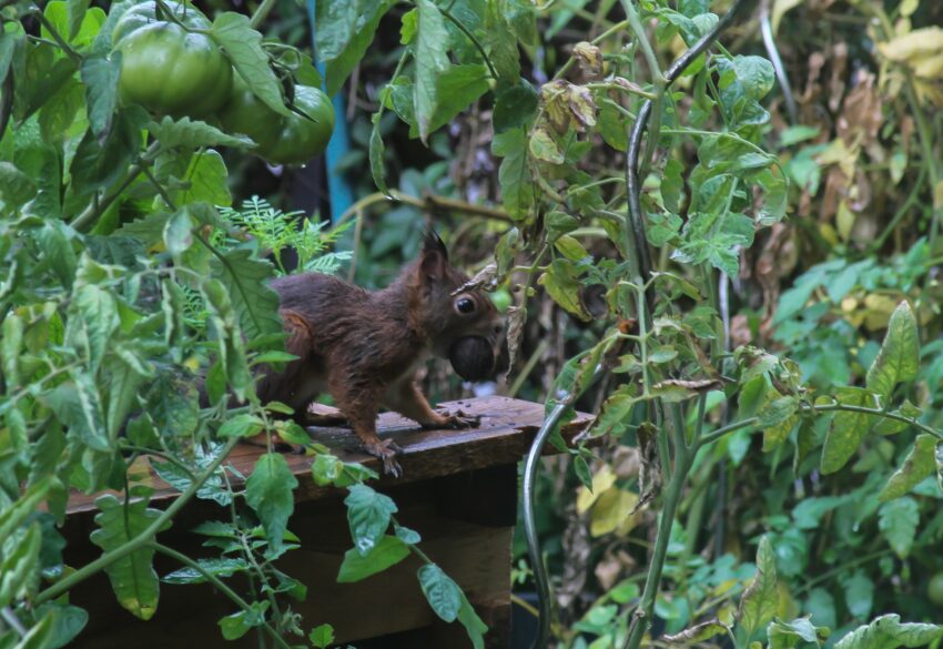 Eichhörnchen