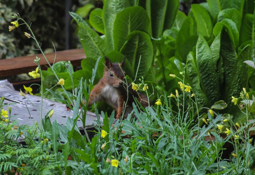 Eichhörnchen