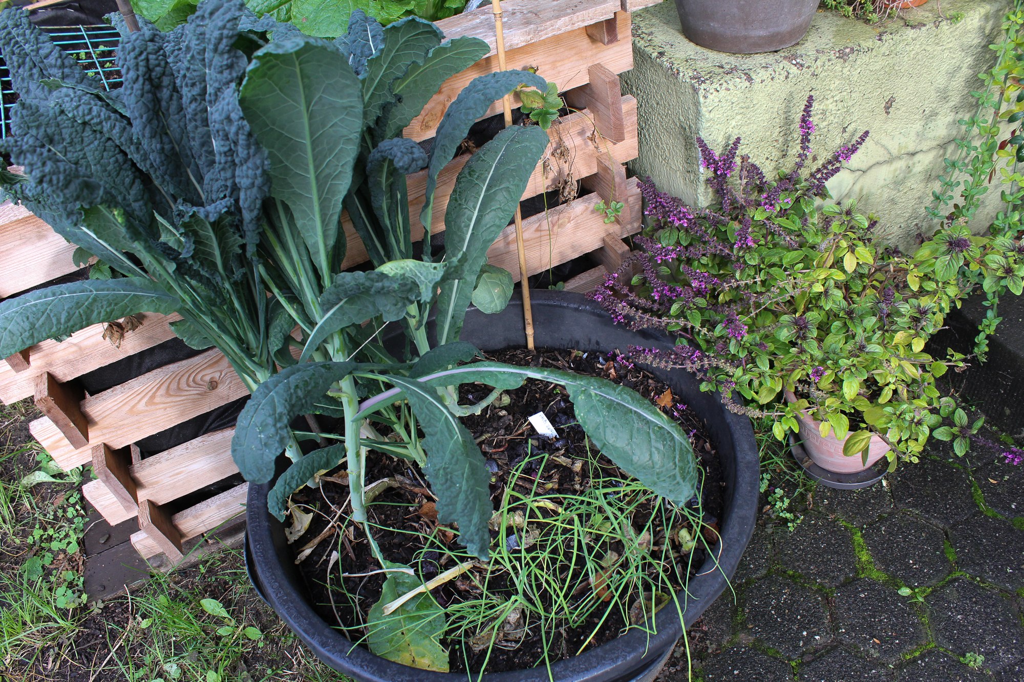 Palmkohl und Lauchzwiebeln