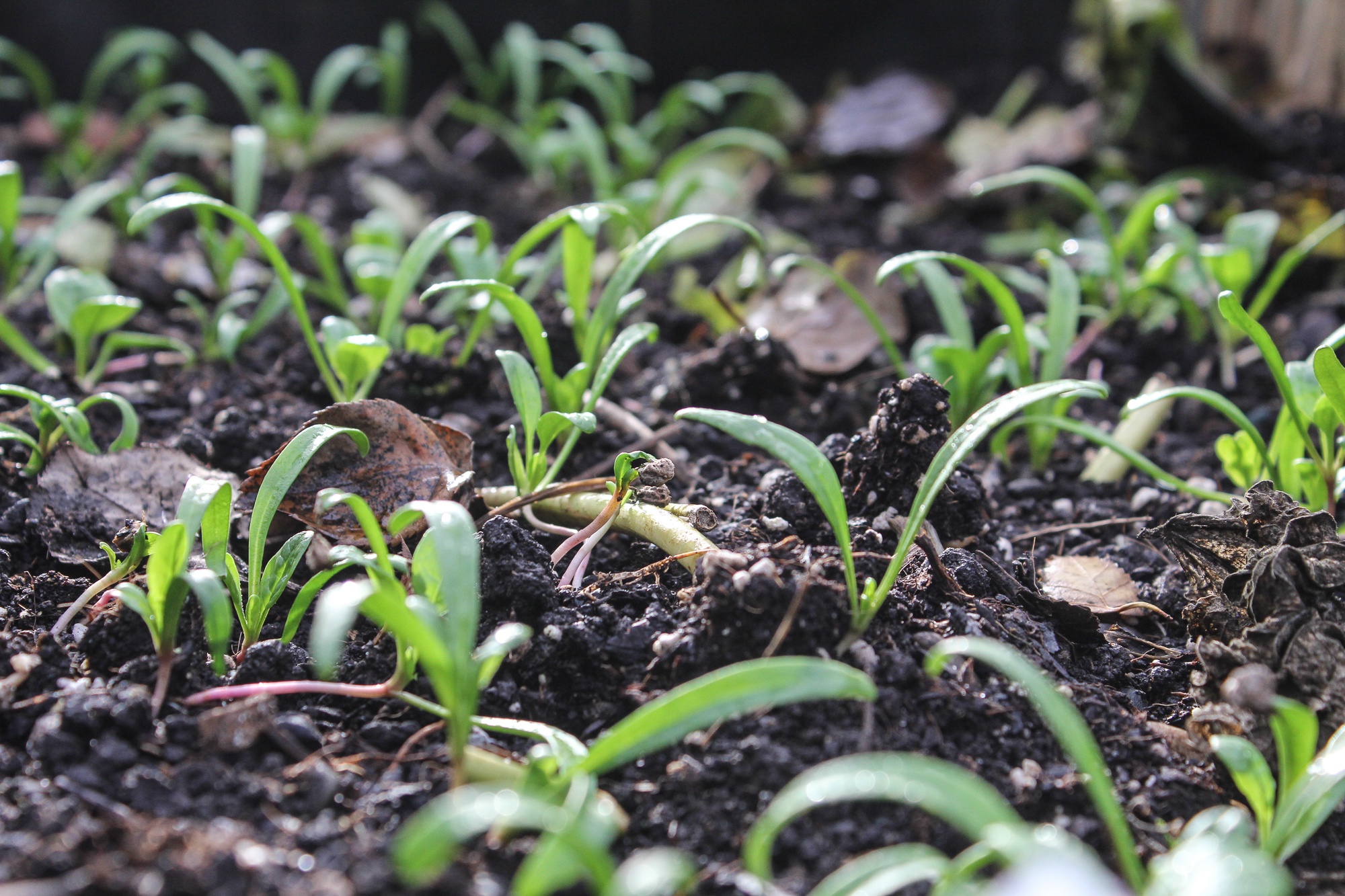 Spinat im Küchengarten
