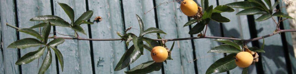 Passiflora