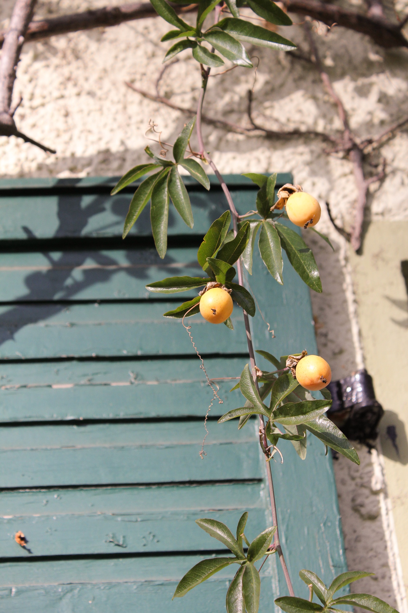 Passiflora caerulea