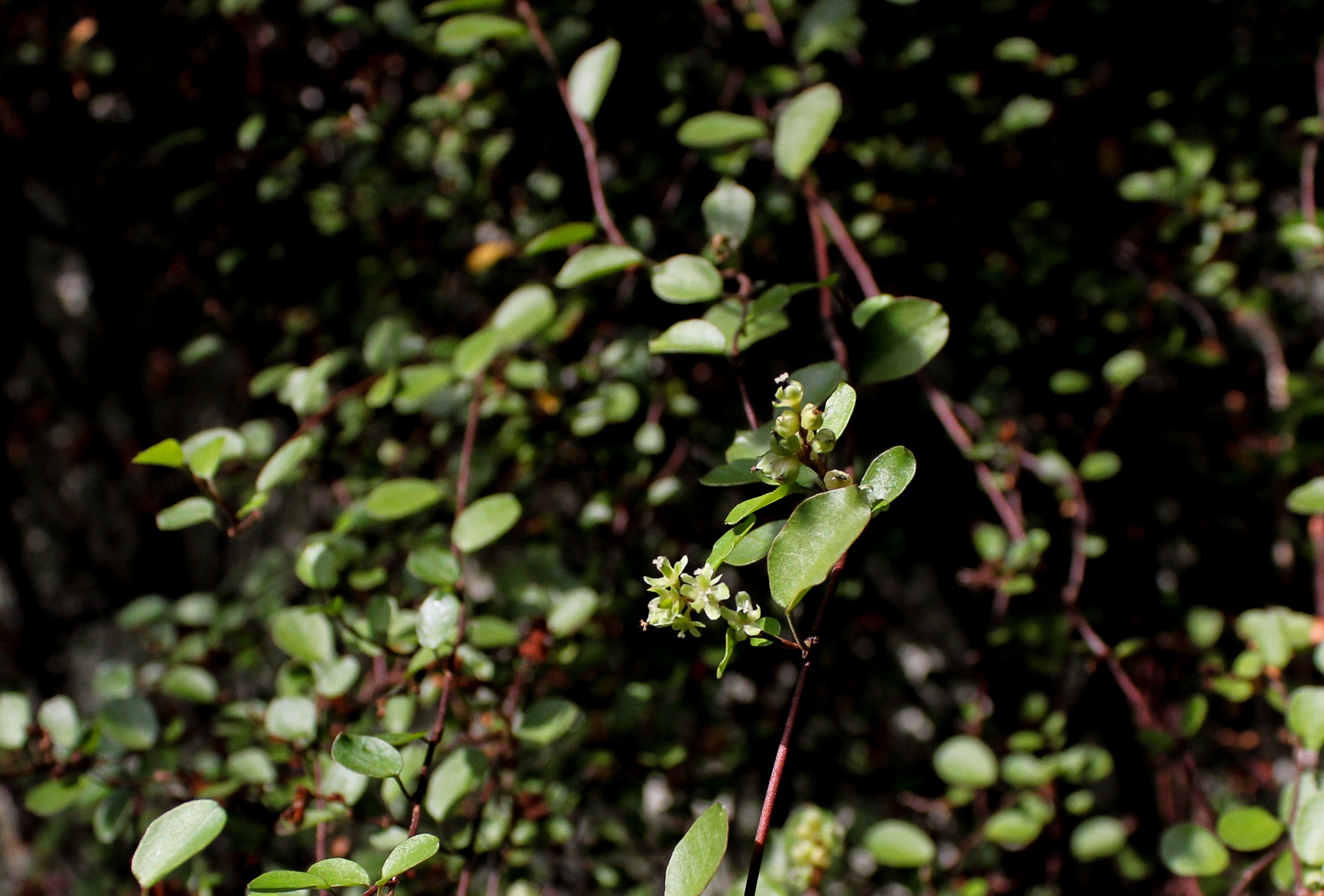 Muehlenbeckia