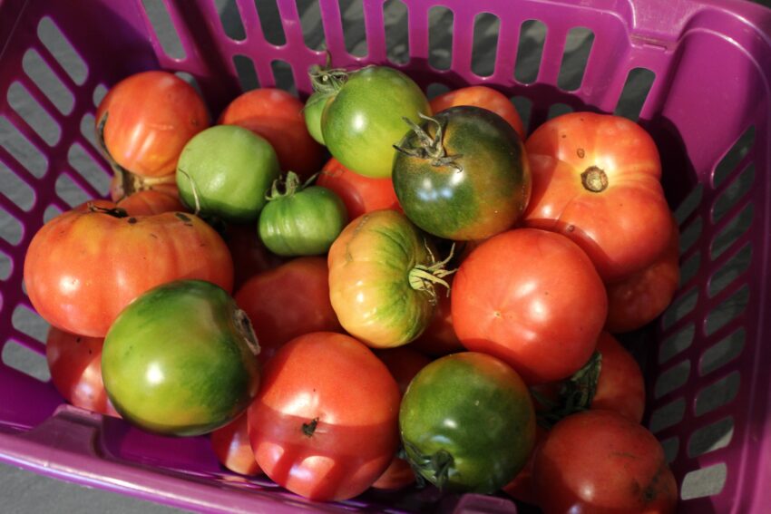 grüne Tomaten nachreifen