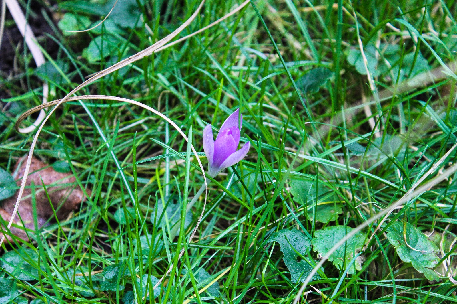 Elfenkrokus Crocus tommasinianus