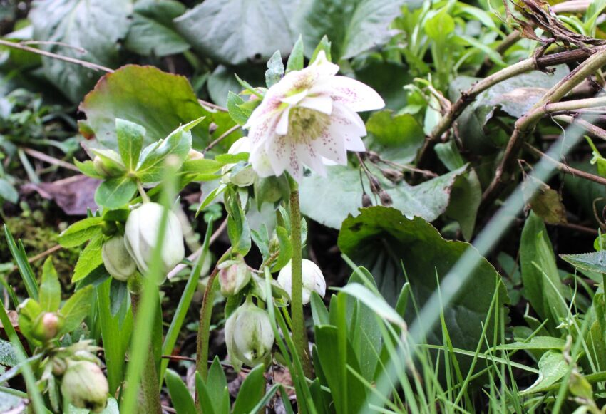 Lenzrose Helleborus orientalis 'Hochzeitskleid'