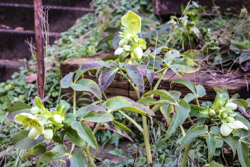 Helleborus argutifolia