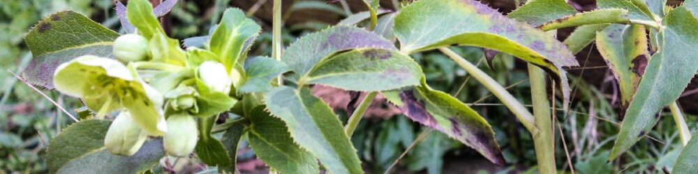 Helleborus argutifolia