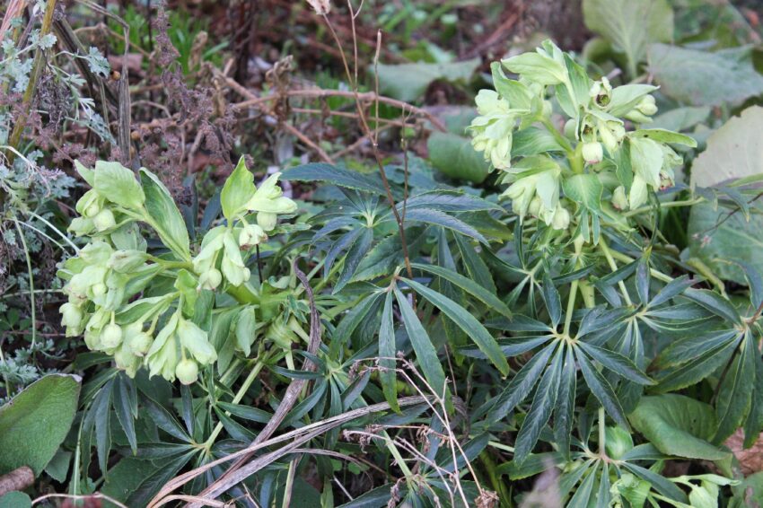 Helleborus foetida