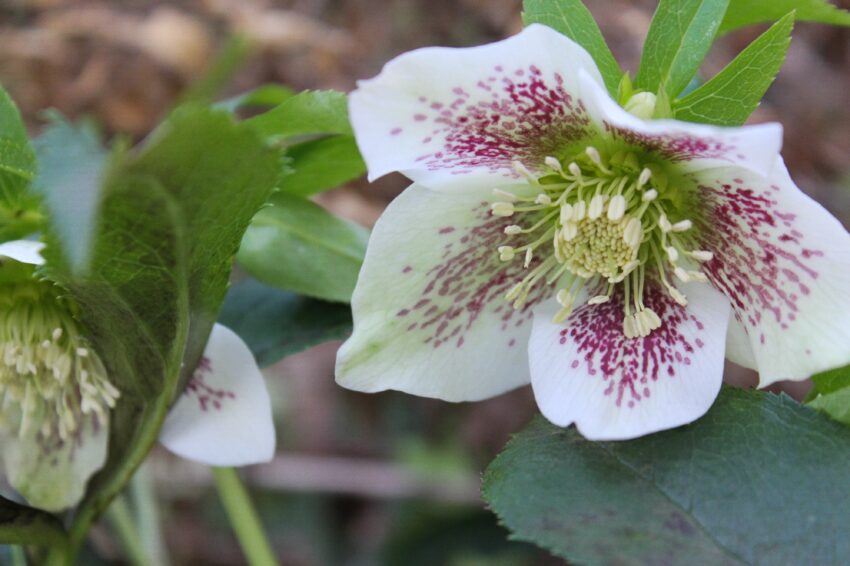 Helleborus orientalis