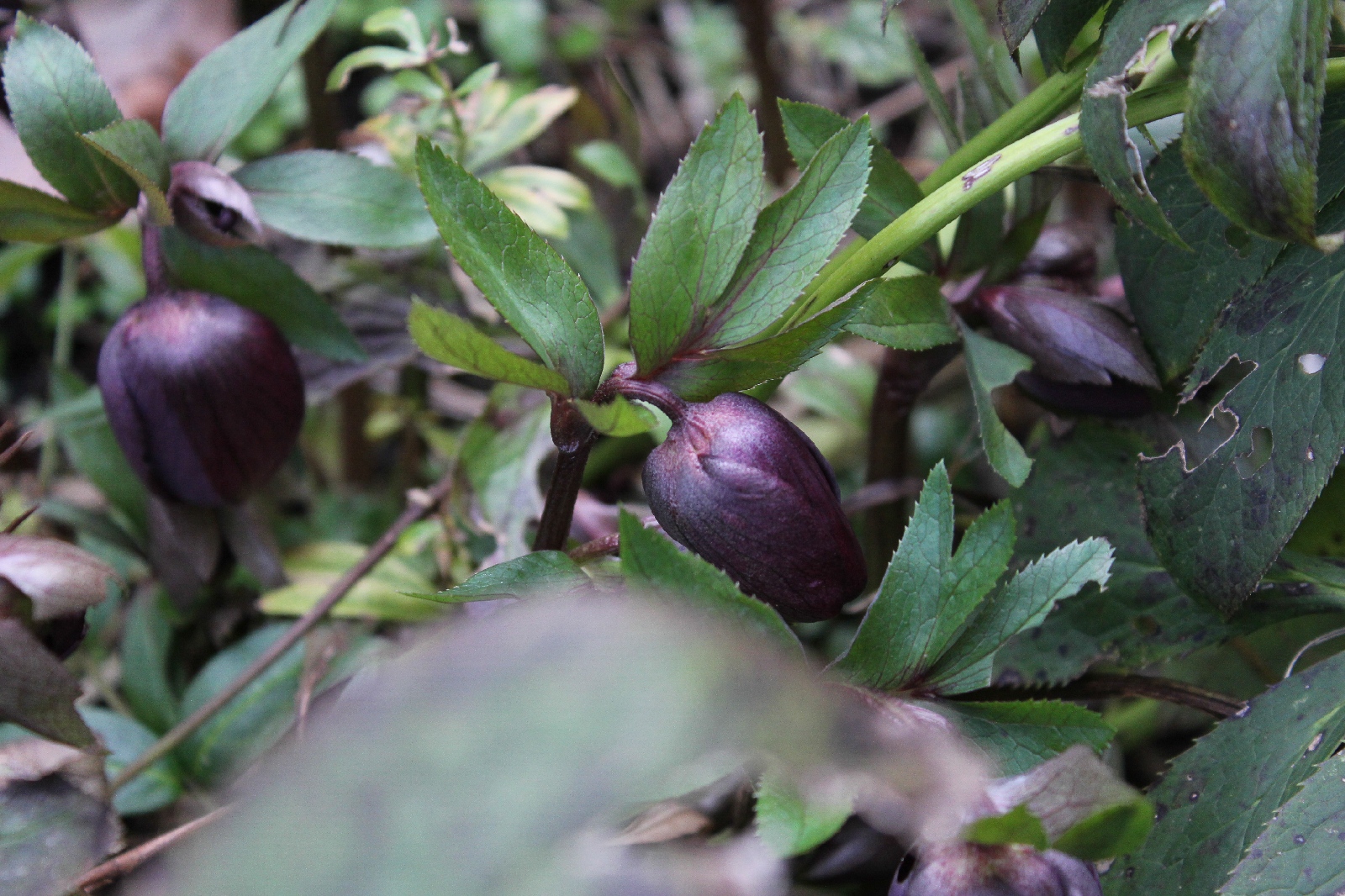 Helleborus orientalis blüht