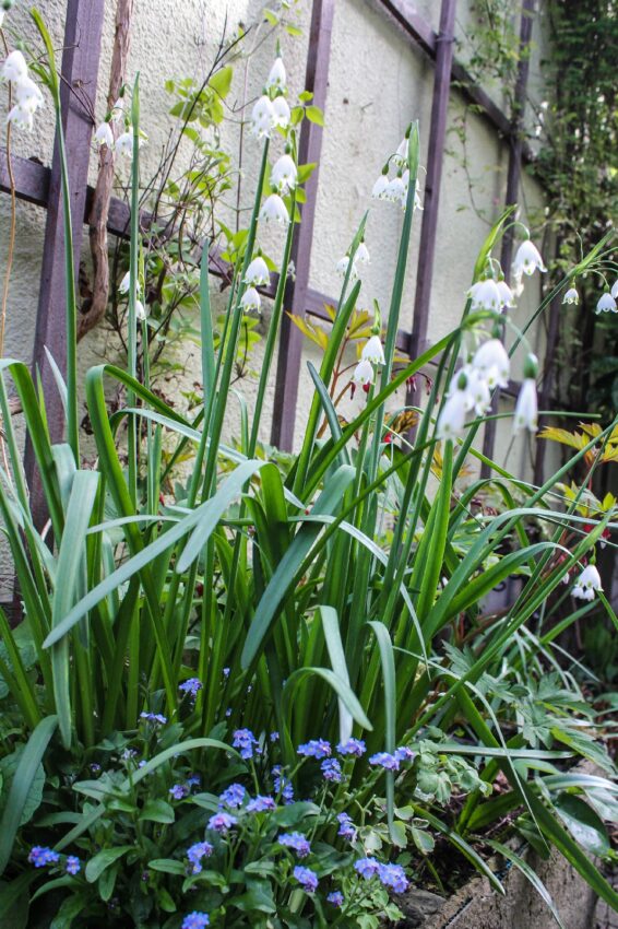 Knotenblumen Leucojum aestivum L. 'Gravetye Giant'
