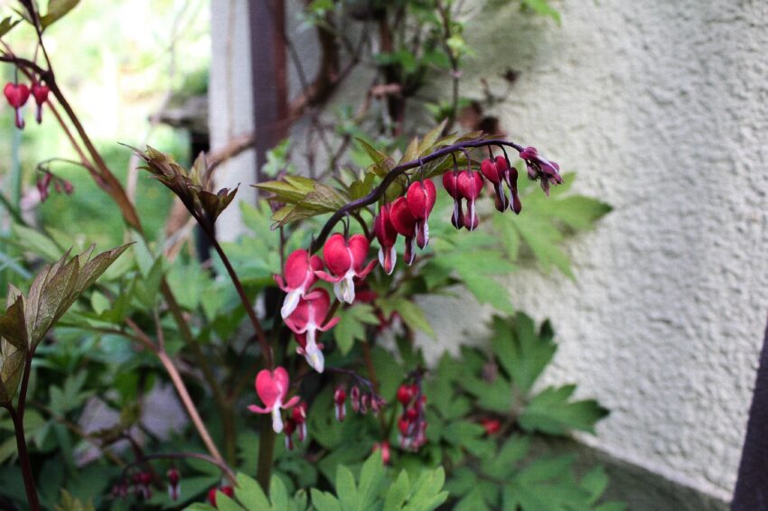 Lamprocapnos spectabilis 'Valentine