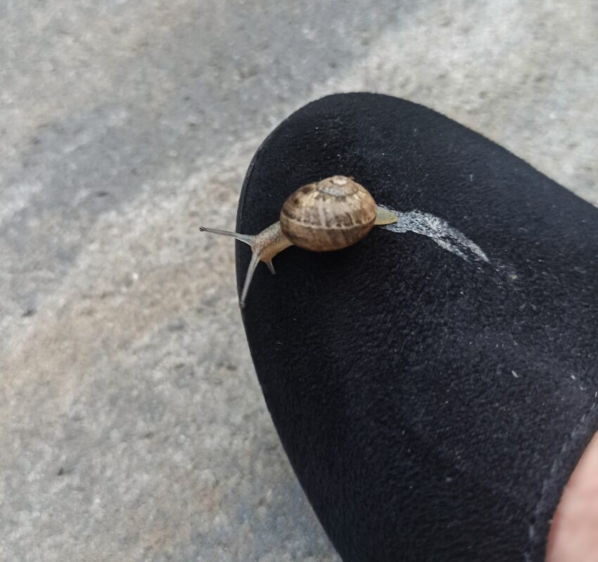 Schnecke auf Schuh