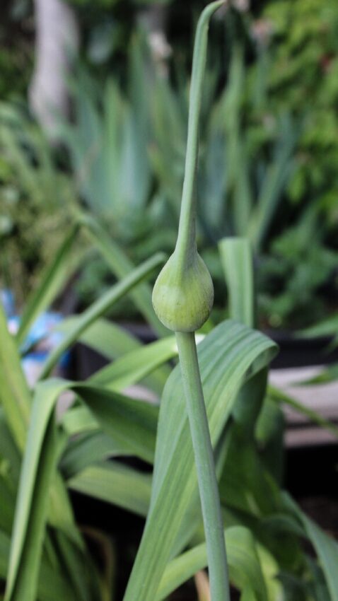 Elefantenknoblauch Allium ampeloprasum var. ampeloprasum Blüten Garlic Scapes Rezept