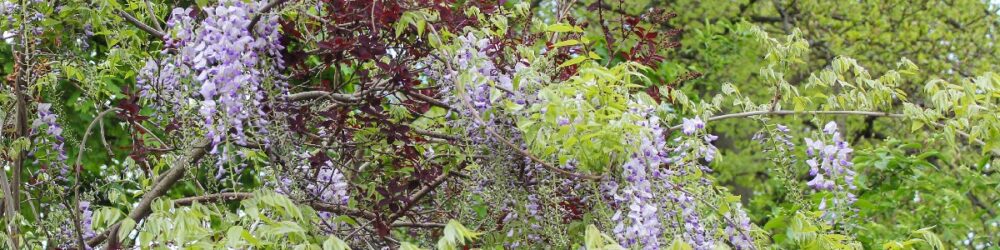 Wisteria Blauregen Glyzinie