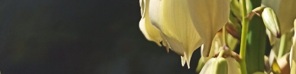 Yucca