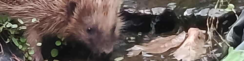 Igel